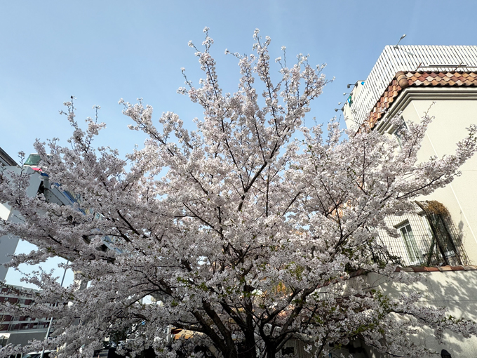 桜
